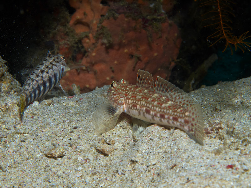 Goby, Escarceo